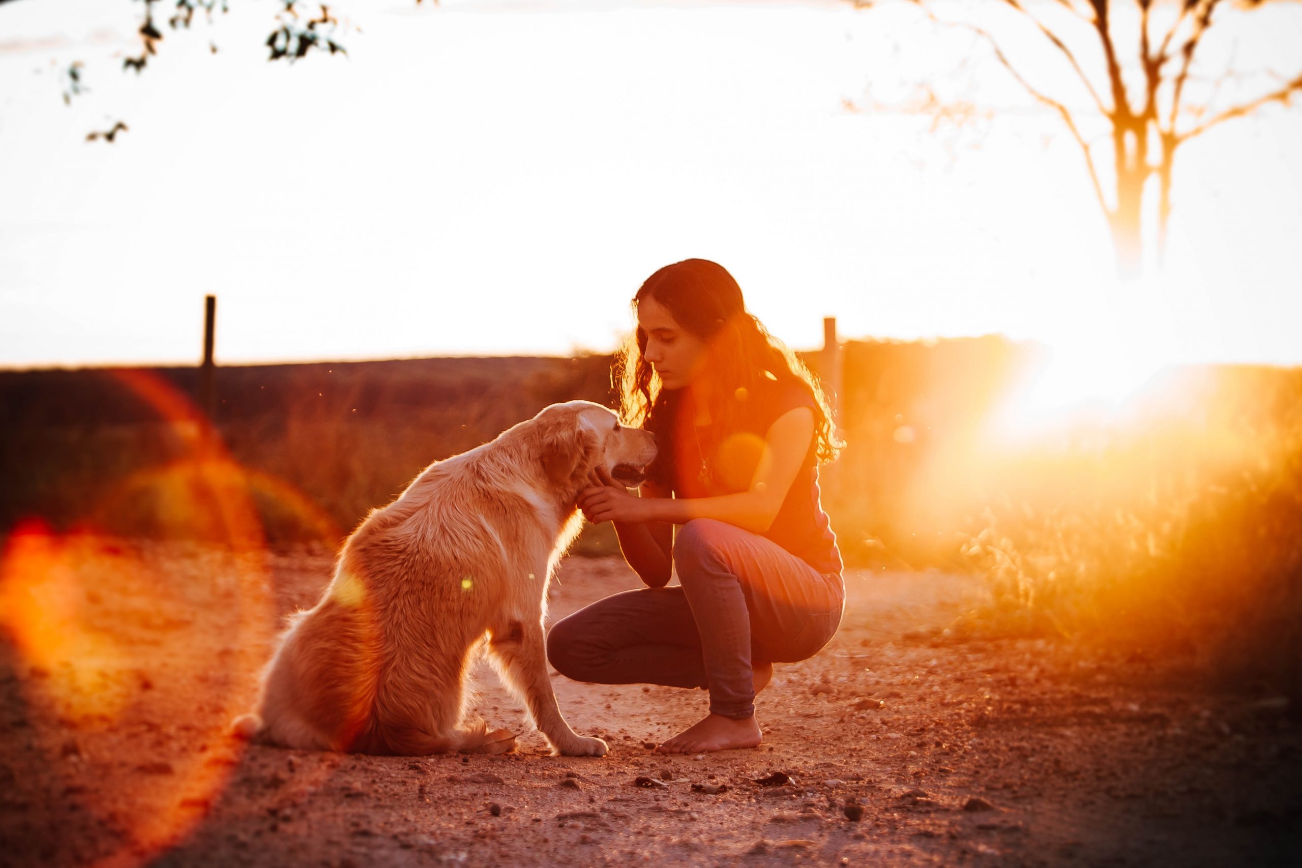 Dicas para Cães