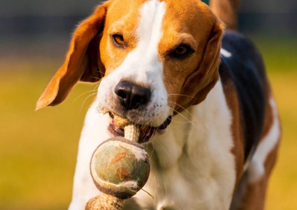 happy-beagle-dog-running-with-flying-ears-towards-BMK57U2-scaled.jpg